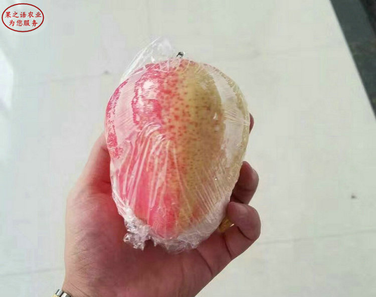 新疆红香酥梨树苗出售