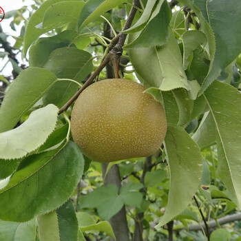 新乡初夏绿梨树，初夏绿梨树厂家