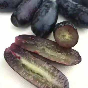 藍(lán)寶石葡萄苗品種怎么樣、巢湖藍(lán)寶石葡萄苗