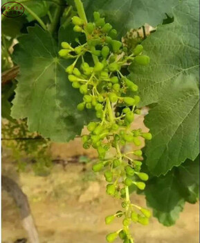 天山葡萄葡萄树苗种植技术、金昌天山葡萄葡萄树苗