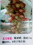 巨玫瑰葡萄苗从哪里引进成熟期是几月成熟期是几月、上海周边巨玫瑰葡萄苗图片2