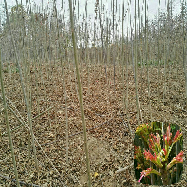 2cm香椿树品种、房山红油6号香椿苗多少钱一棵