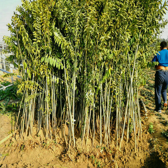 红香椿小苗品种有哪些 红香椿小苗种植技术