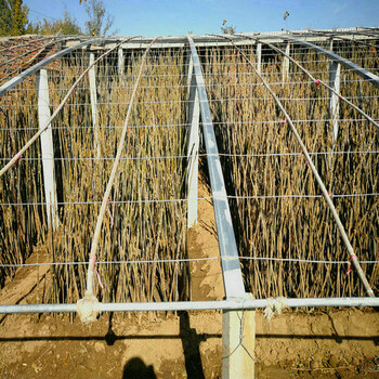 5公分香椿树苗供应、深圳4cm香椿苗种植基地