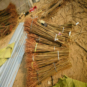 3cm香椿樹(shù)供應(yīng)商3cm香椿樹(shù)種植技術(shù)