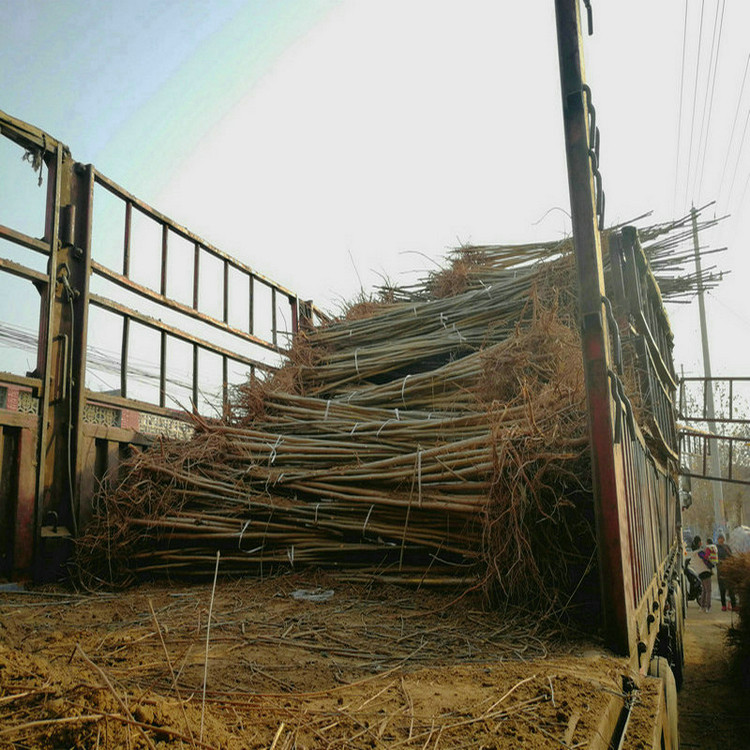 5公分香椿树苗供应、深圳4cm香椿苗种植基地