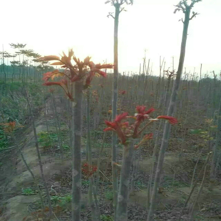 2cm香椿树品种、房山红油6号香椿苗多少钱一棵