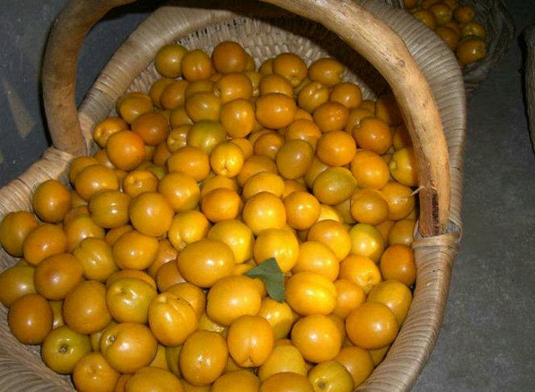 益阳优一杏苗出售、4公分杏树苗价格