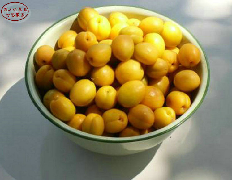 临沧串枝红杏苗品种有哪些、2cm杏树报价一览表