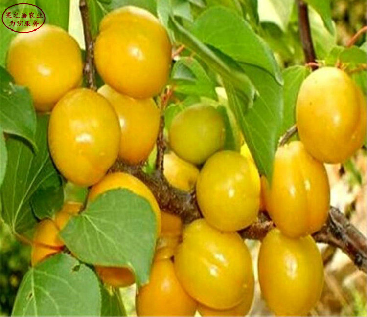 柏峪扁杏树苗一亩栽多少棵 柏峪扁杏树苗品种