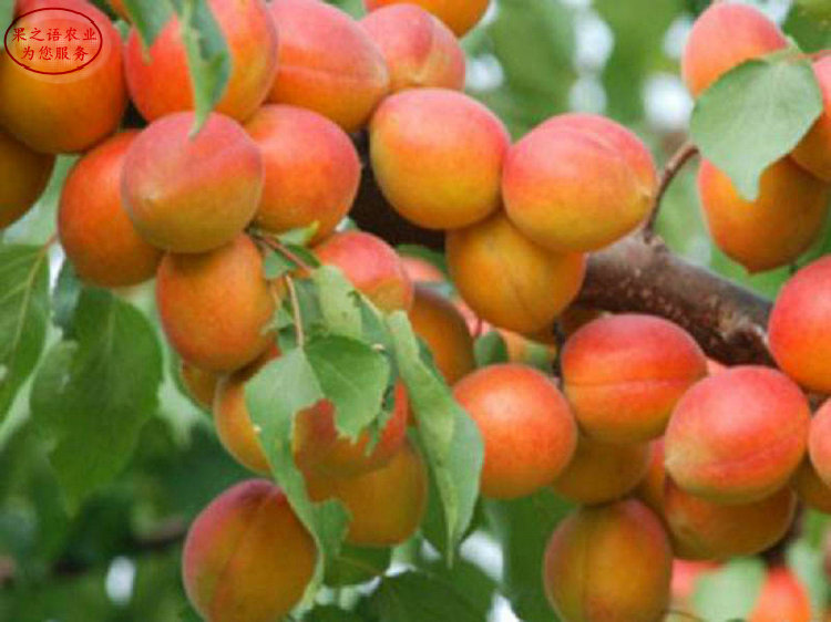 长葛大偏头杏苗品种、4cm杏树哪里有卖