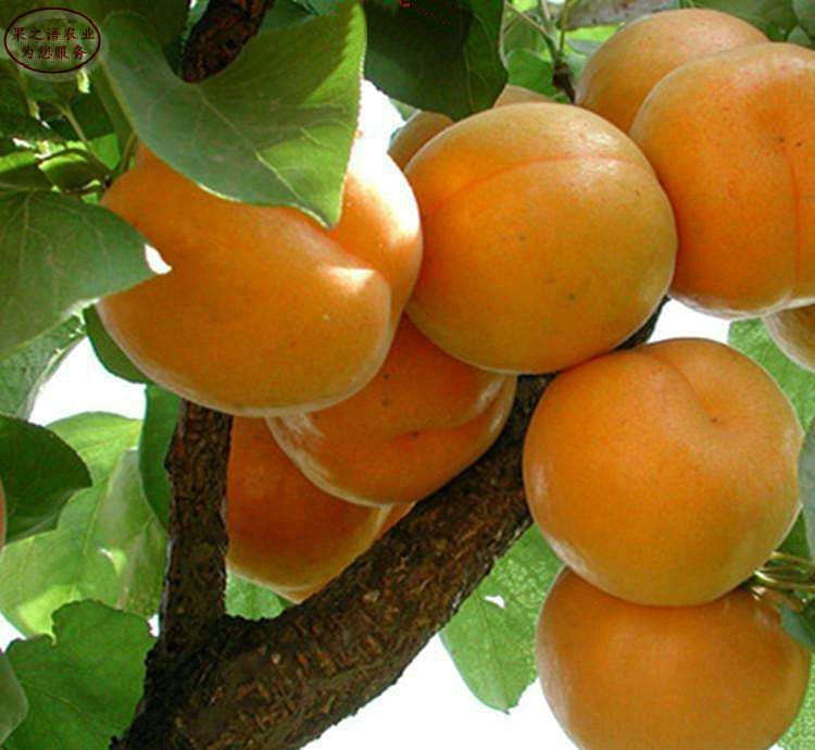 吊干杏树苗、黑龙江北山大扁杏树苗货源地在哪
