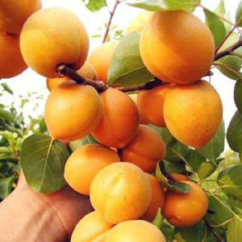 石柱5公分杏树苗多少钱一棵、香妃蜜杏苗出售信息