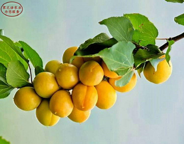 定西2公分杏树苗品种、李光杏树苗价格实惠