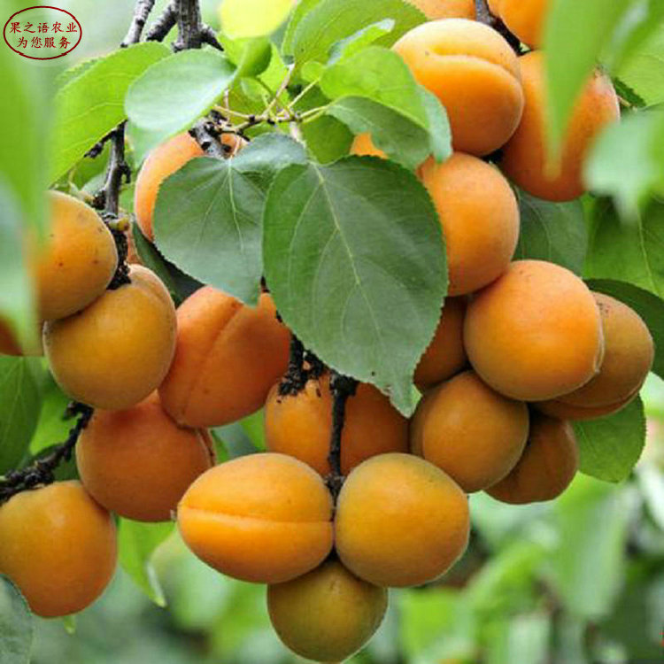 杏树苗价格、河北巨蜜王杏苗成长特性