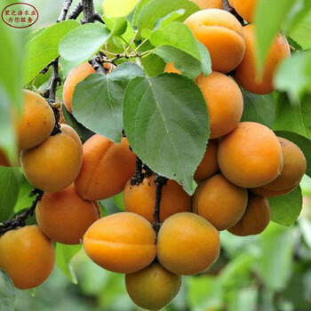 日照杏树的育苗技术、杏树品种