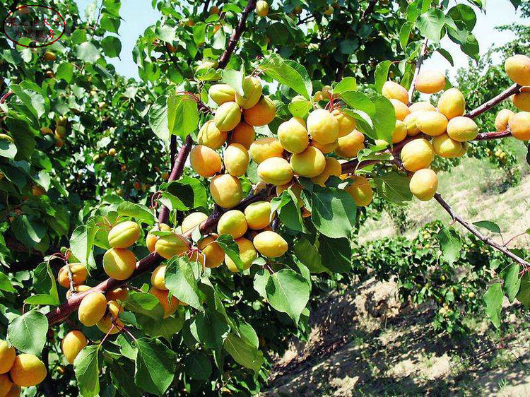 秀山4公分杏苗报价、5公分杏树新品种