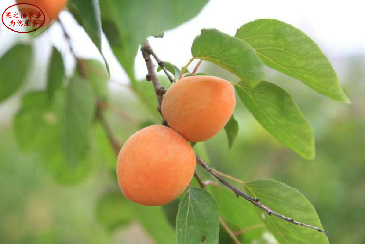 兴安盟吊干杏苗、柏峪扁杏树苗种类繁多