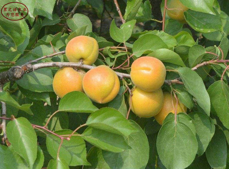 新余吊干杏苗种植技术、4公分杏树苗哪里有卖