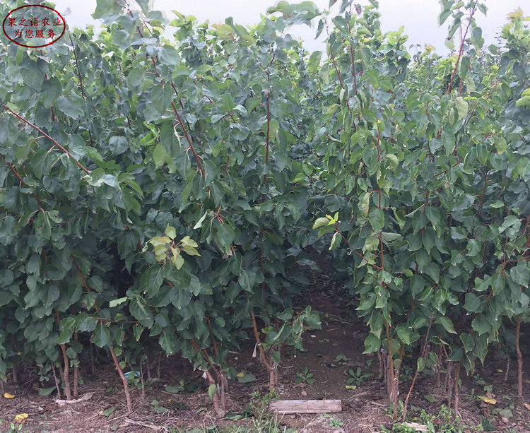 郴州5公分杏树苗多少钱一棵、葫芦杏苗价格表