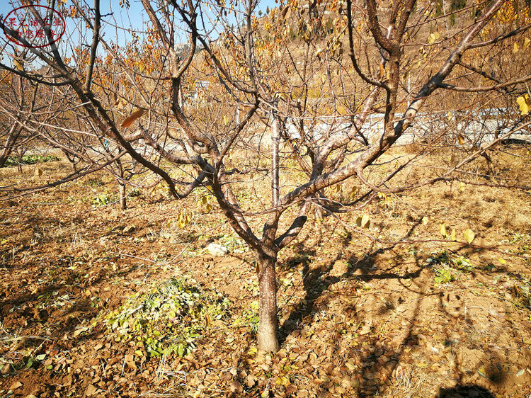 菏泽串枝红杏树苗出售信息、8公分杏树种植时间