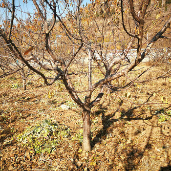 淮南8公分杏树种植时间、京香红杏树苗现货