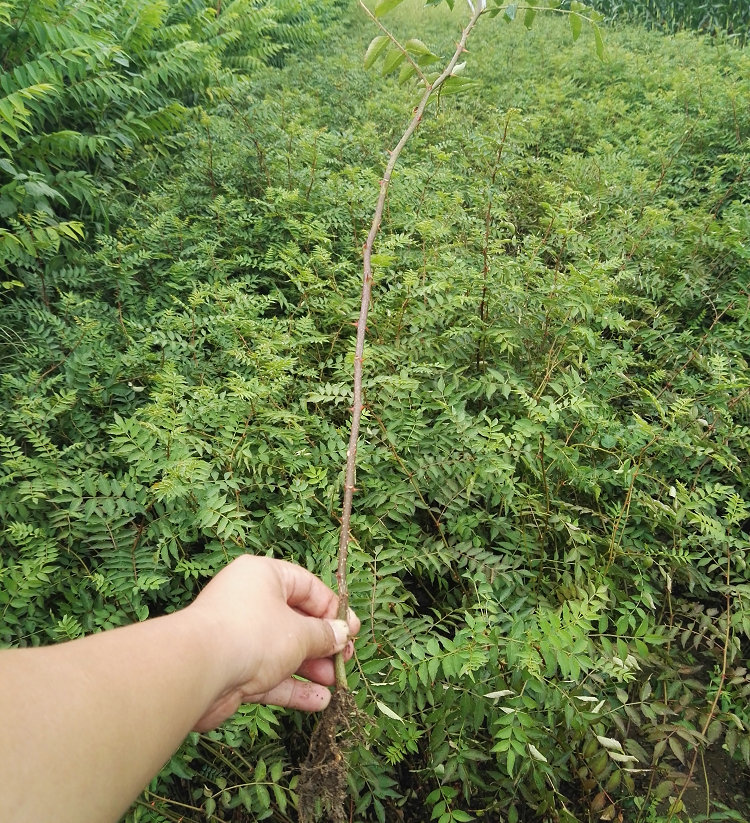 大花椒花椒苗培育基地、房山十里香花椒树苗销售