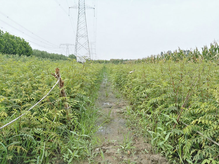 漢源花椒苗廠家 漢源花椒苗培育基地