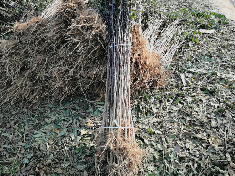 1cm花椒苗真正适合南方种植的品种、黔西南2年花椒苗品种