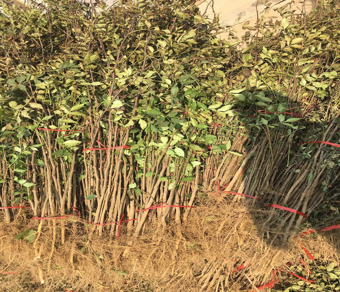 大花椒花椒苗培育基地、房山十里香花椒树苗销售