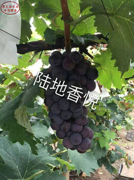 紫甜無核葡萄苗現(xiàn)貨銷售、朝陽紅國王葡萄苗哪里有賣