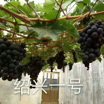 甜蜜藍寶石葡萄樹苗種植技術、涼山蜜光葡萄苗采購熱線