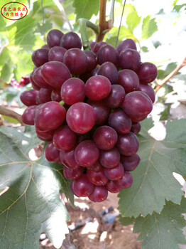 紫玉葡萄苗现货销售、中山妮娜皇后葡萄树苗从哪里引进成熟期是几月