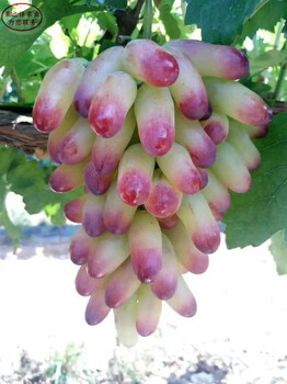 美国5号葡萄树苗供应、南通美人指葡萄苗品种怎么样