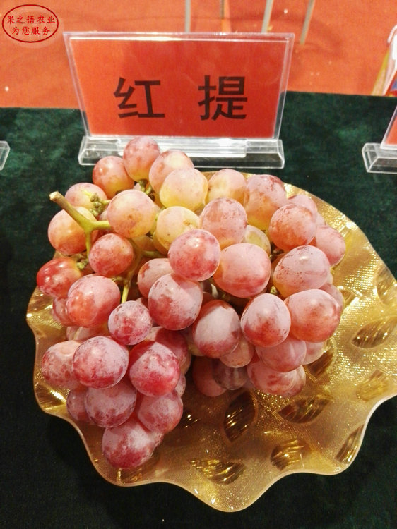 醉金香葡萄树苗品种有哪些、贵阳玫瑰香葡萄树苗品种