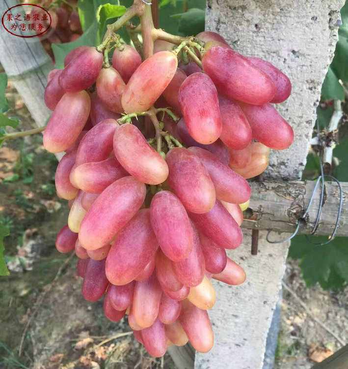 醉金香葡萄树苗品种有哪些、贵阳玫瑰香葡萄树苗品种