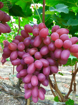 葡萄苗品种种植技术、金华黑芭拉多葡萄苗基地供应