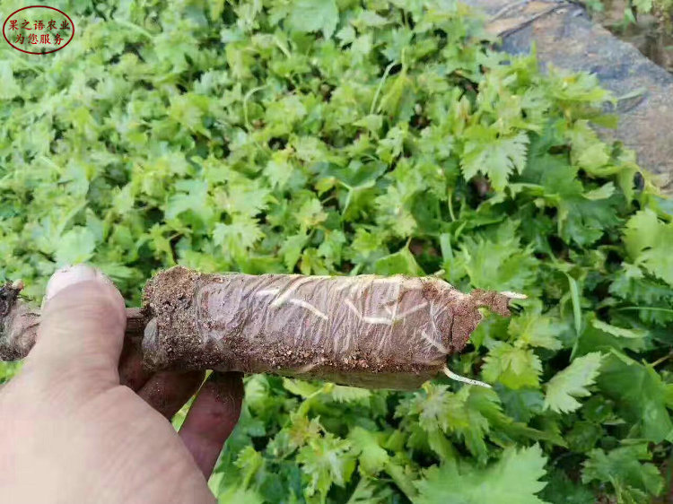 美國5號(hào)葡萄苗種植基地、衡陽美國5號(hào)葡萄苗從哪里引進(jìn)成熟期是幾月