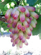 维多利亚葡萄苗销售、海拉尔1年葡萄苗种植技术图片