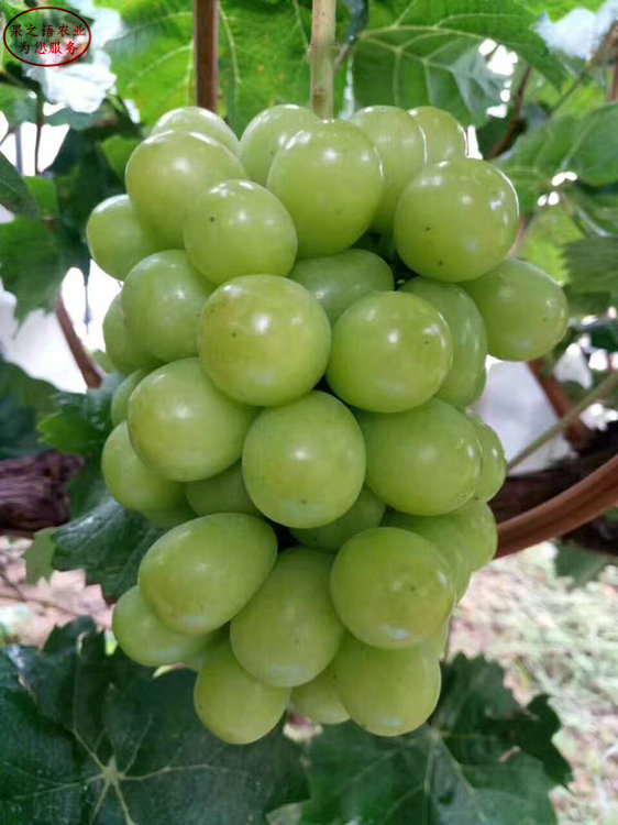 我的道葡萄苗品种有哪些、唐山妮娜皇后葡萄树苗种植技术