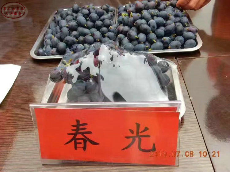 巨玫瑰葡萄樹苗哪家好、洛陽遼峰葡萄樹苗多少錢一棵