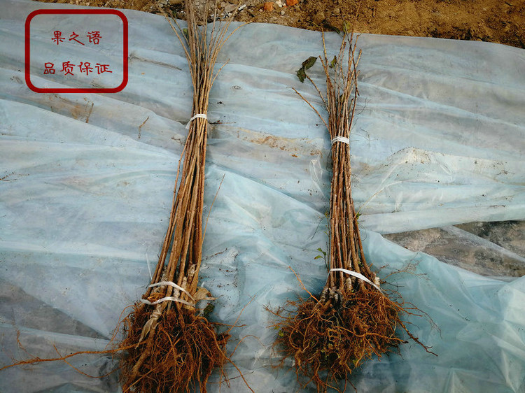 黃蜜葡萄樹苗定購熱線、北海藍寶石葡萄苗種植技術
