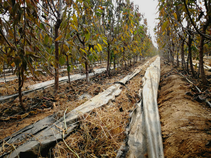 桑缇娜樱桃树、桑缇娜樱桃树市场前景