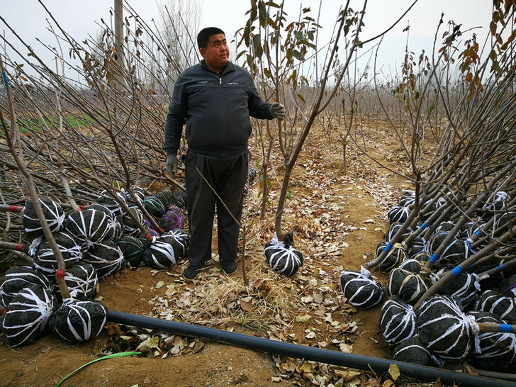 黃蜜葡萄樹苗定購熱線、北海藍寶石葡萄苗種植技術