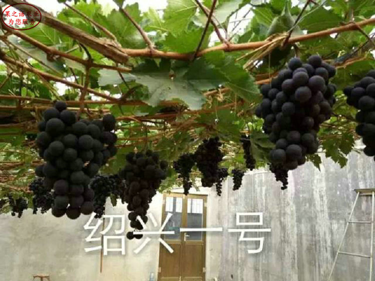 天山葡萄葡萄苗供应、黔江美人指葡萄树苗哪里有卖