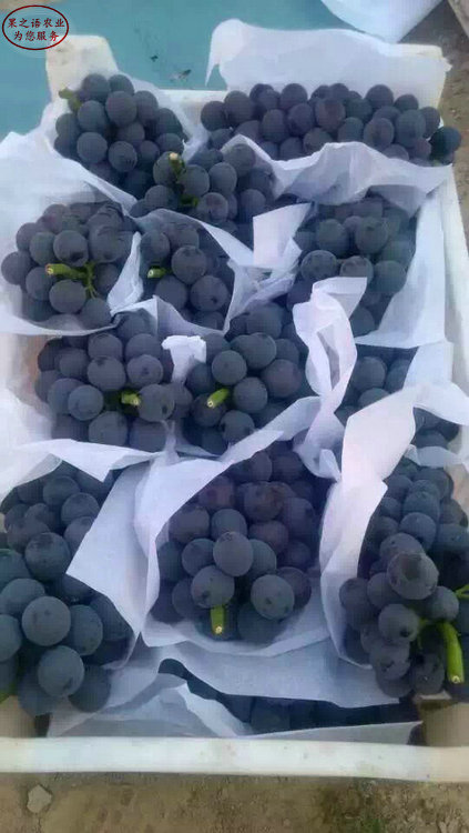 紫甜无核葡萄树苗批发商、石柱浪漫红颜葡萄苗今年价格