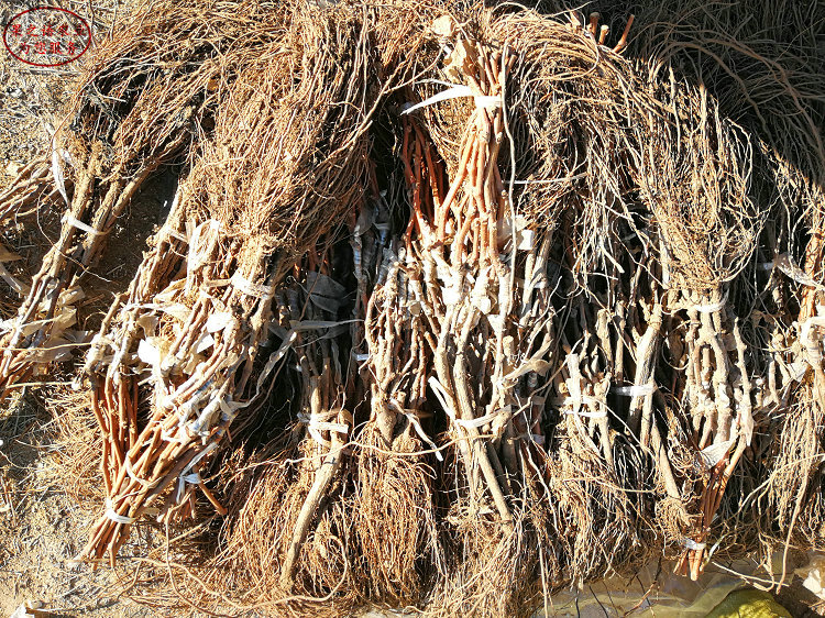 龙眼葡萄苗种植技术、江北心愿葡萄苗真正适合南方种植的品种