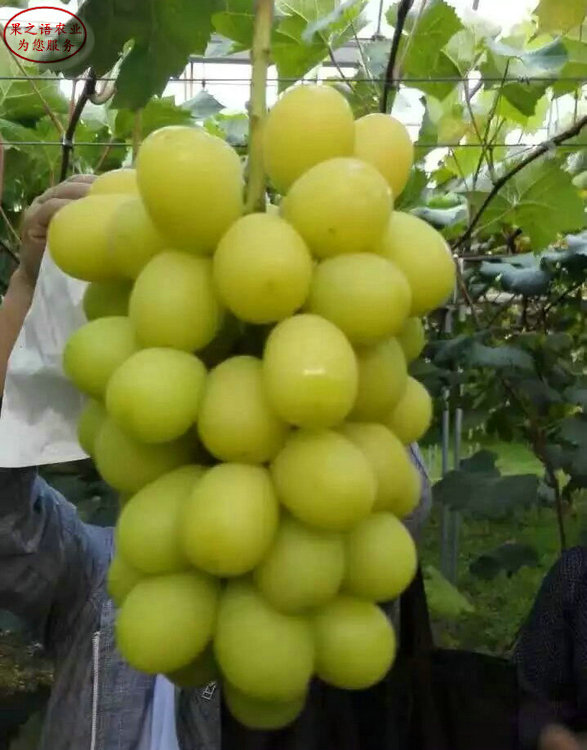 天山葡萄葡萄苗供应、黔江美人指葡萄树苗哪里有卖