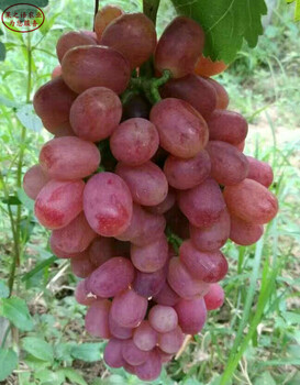 红提葡萄苗哪里的好、平顶山克伦生葡萄树苗成长特性