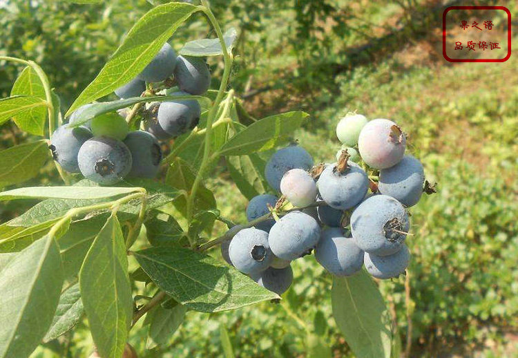 奥尼尔蓝莓苗、甜脆蓝莓苗、郴州圣云蓝莓苗